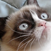 Grumpy Cat