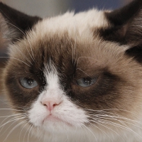 Grumpy Cat