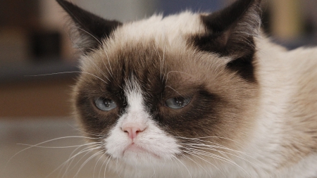 Grumpy Cat