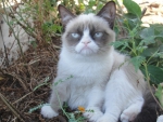 Grumpy Cat