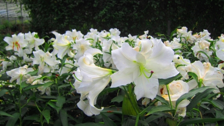 Lilium candidum - fields, flowers, fragrant, mountain