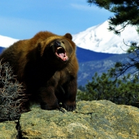 Angry Grizzly