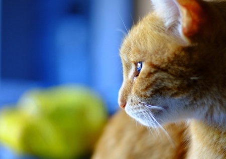 Cat - sleepy, cute, beautiful, cat, sleeping, kitty, cats, hat, cat face, paws, face, animals, pretty, beauty, sweet, kitten, lovely