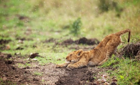 Lion - sleepy, cute, beautiful, cat, sleeping, kitty, cats, hat, cat face, paws, face, animals, pretty, beauty, sweet, kitten, lovely