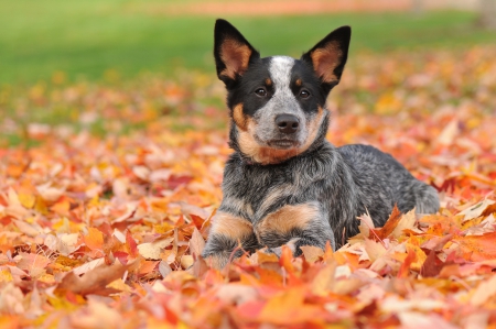 Autumn dog - face, pretty, playful dog, cute, animals, beautiful, sweet, puppy, playful, dogs, puppies, lovely, dog face