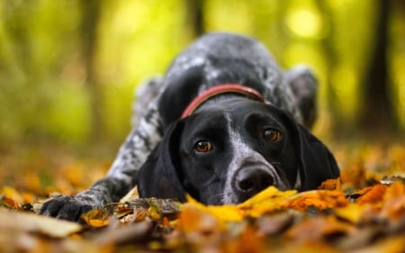 Autumn dog - pretty, beautiful, dog face, puppies, lovely, playful dog, sweet, playful, dogs, cute, face, puppy, animals