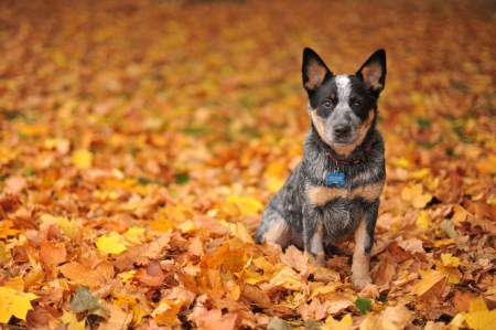 Autumn dog - face, pretty, playful dog, cute, animals, beautiful, sweet, puppy, playful, dogs, puppies, lovely, dog face