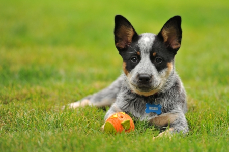 Dog - pretty, beautiful, dog face, puppies, lovely, playful dog, sweet, playful, dogs, cute, face, puppy, animals