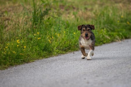 Dog - face, pretty, playful dog, cute, animals, beautiful, sweet, puppy, playful, dogs, puppies, lovely, dog face