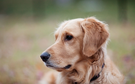 Dog - face, pretty, playful dog, cute, animals, beautiful, sweet, puppy, playful, dogs, puppies, lovely, dog face