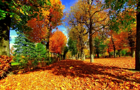 October - nice, autumn, colorful, mirrored, shine, foliage, fall, pretty, reflection, tree, golden, branches, falling, lovely, nature, glow, october, beautiful, leaves, colors