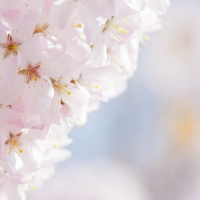 Cherry Blossom Flower in HD!