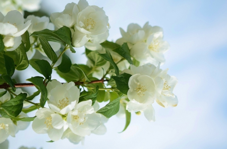 Cherry Blossom Flowers! - white, nature, blossom, cherry, flowers