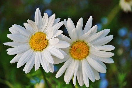 Two Daisies in Love :) - daisies, flowers, white, nature, two, love