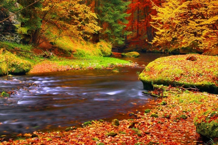 Autumn stream - falling, trees, flow, beautiful, creek, stream, colors, forest, lovely, fall, river, shore, nature, autumn, nice, foliage