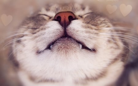 Cute vampire  - animal, cute, cat, fang, halloween, vampire, sleep