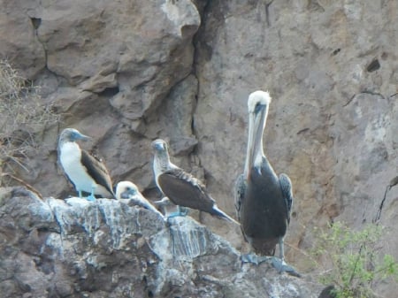 Nature - nature, hills, sea, birds