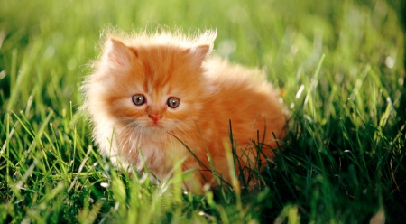 orange kitten