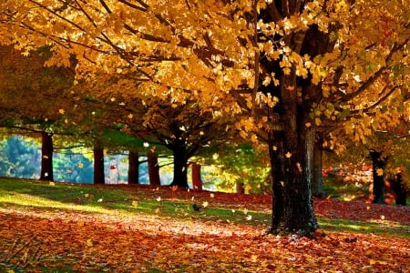 Fall foliage - falling, carpet, forest, fall, wind, foliage, beautiful, leaves, lovely, woods, trees, nature, park, autumn