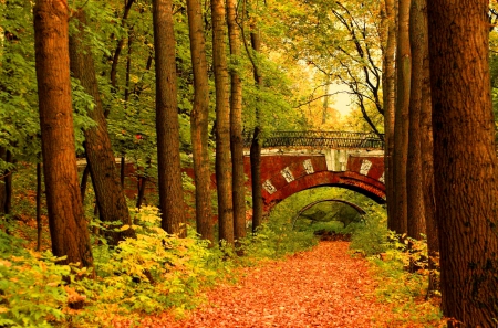 Autumn bridge - autumn, trees, colorful, path, foliage, quiet, fall, calmness, walk, bridge, branches, falling, serenity, nature, forest, leaves, colors