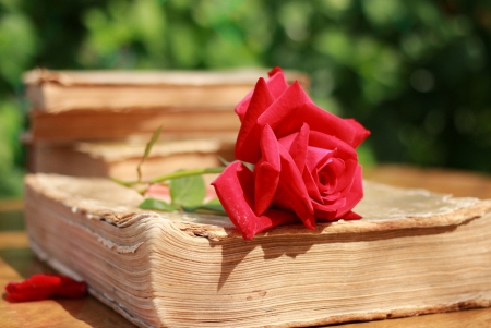 For You - with love, nature, bokeh, roses, for you, flowers, book, rose