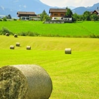 beautiful fields of bales of hay in austria