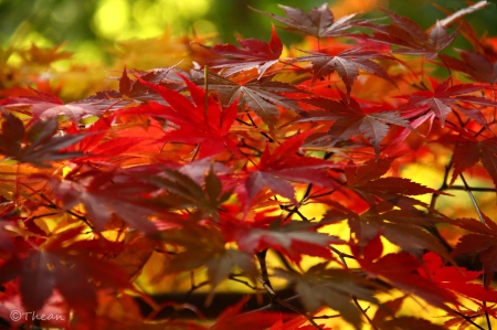 Autumn Leaves - fall, season, red, maple, tree