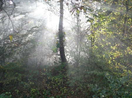 brume - tracos, forests, france, nature