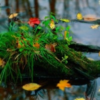 Autumn At The Pond