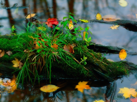 Autumn At The Pond - autumn, fall, water, leaves, moss, grass, pond