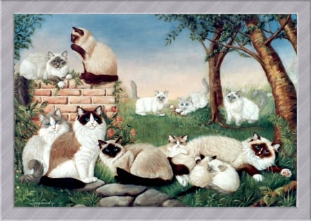 Cats - play, kuitten, animal, kitten, cat