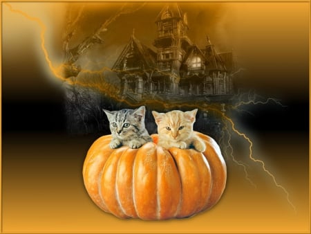 HALLOWEEN KITTENS