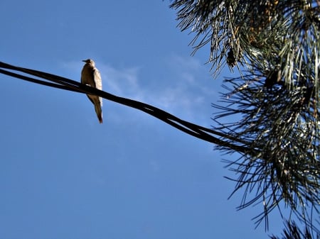 dove - dove, sky, birds, blue