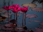 *** Lotus pond ***