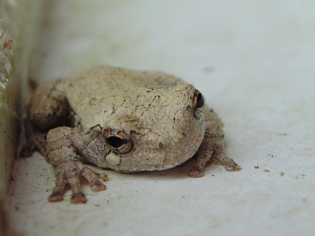 Sweet frog - beauty, love, frogs, sweet, cute