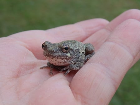 Cute Frog - frogs, cute, beauty, sweet, frog, animals