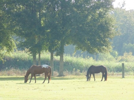 So beauty horses early morning - morning, beauty, sunshine, sun, light, animals, pets, bright, nature, horses, pretty, fog