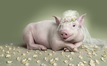 Piggy Bride - pig, bride, piggy, crown, petals, white, funny, rose, viel