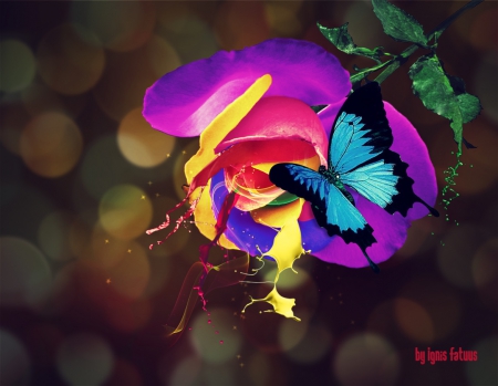 Colourful Rose - flower, butterfly, rose, abstract