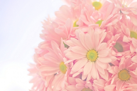 Soft Pink - flowers, nature, gerberas, soft