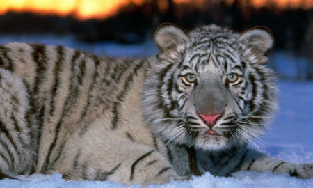 Tiger - animal, tiger, jungle, snow