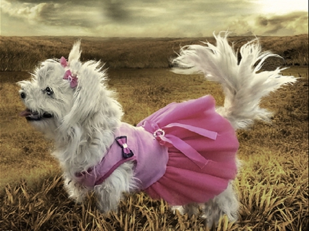 Don't I look pretty?:) - bows, sky, dog, clouds, sweet, grass, cute, dress