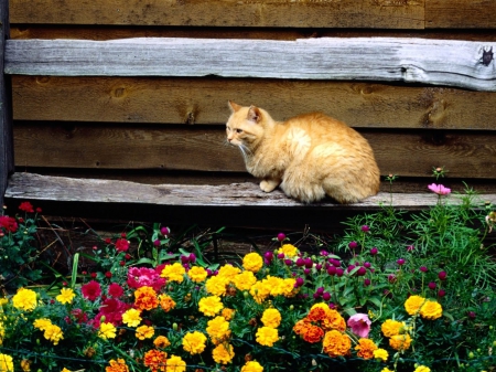 Cat - sleepy, cute, beautiful, cat, sleeping, kitty, cats, hat, cat face, paws, face, animals, pretty, beauty, sweet, kitten, lovely