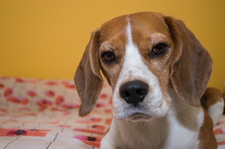 Beagle - face, pretty, playful dog, cute, animals, beautiful, sweet, puppy, playful, dogs, puppies, lovely, dog face