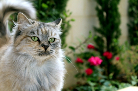 Cat - sleepy, cute, beautiful, cat, sleeping, kitty, cats, hat, cat face, paws, face, animals, pretty, beauty, sweet, kitten, lovely