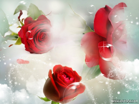 RED ROSES - THREE, ROSES, RED, CREATION