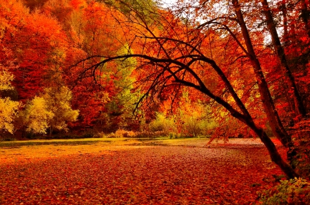 October - nice, autumn, colorful, mirrored, shine, foliage, fall, pretty, reflection, tree, golden, branches, falling, lovely, nature, glow, october, beautiful, leaves, colors