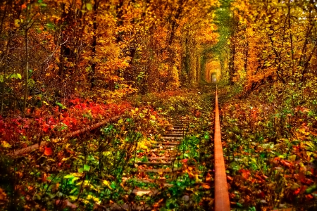 October - falling, foliage, beautiful, leaves, october, golden, tree, nature, autumn, colorful, shine, fall, glow, pretty, mirrored, branches, reflection, nice, lovely, colors