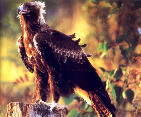 Wedge-Tailed-Eagle - tailed, eagle, wedge, animal, bird