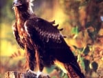 Wedge-Tailed-Eagle